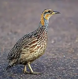 Краснокрылый турач