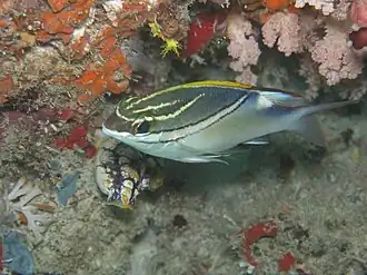 Двухлинейный сколопс (Scolopsis bilineata)