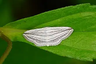 Scopula opicata