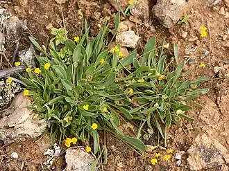 Общий вид растения