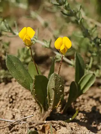 Скорпионница колючая