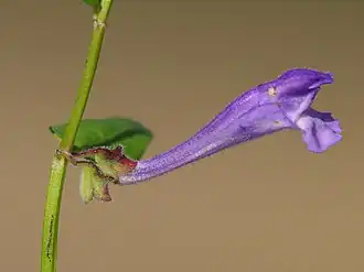 Цветок растения