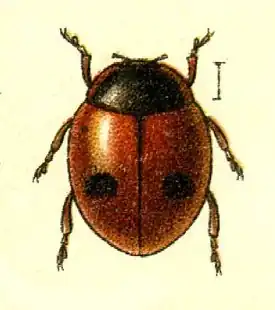 Scymnus subvillosus