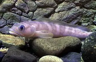 Беринговоморский батимастер (Bathymaster signatus)