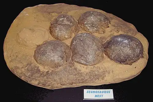 Окаменелые яйца динозавров группы теризинозавров