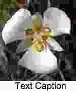 Потеря чёткости на границах цвета, общая нерезкость, шумовые ореолы вокруг резких границ при использовании JPEG с большими коэффициентами сжатия