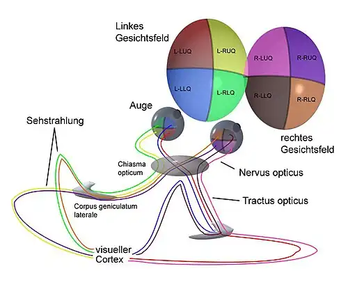 В зрительной коре информация о половинах изображения с каждого глаза сопоставляется и преобразовывается в единое объединённое изображение с обоих глаз, при этом происходит обратная на 180° конвергенция перевёрнутых оптической системой глаз изображений.