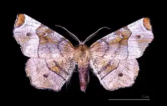 Selenia tetralunaria(Ennominae)