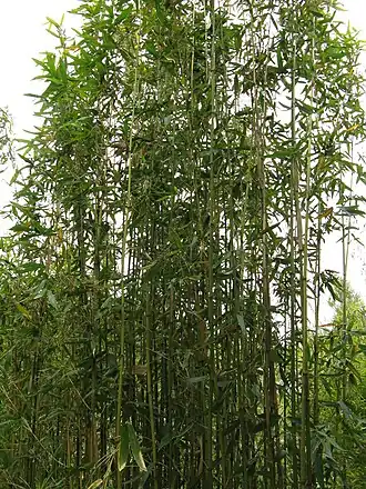 Semiarundinaria yashadake, Осака