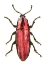 Sericus brunneus