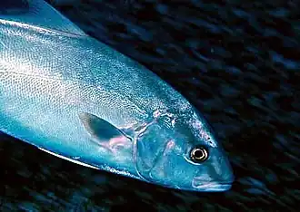 Высокотелая лакедра (Seriola dumerili)