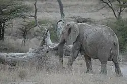 Африканский слон