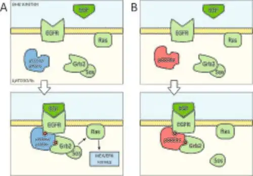 Схема участия белков Shc в ответе на митогенные сигналы