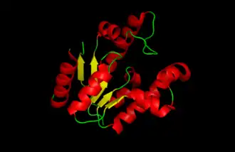 Мультипликационное изображение шикиматкиназы из Mycobacterium tuberculosis. α-гели показаны красным цветом, центральный β-лист - желтым, а петли - зеленым.