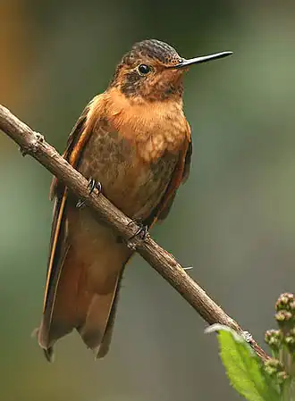 Розовый солнечный луч