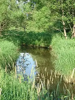 Река Шувойка у деревни Гридино