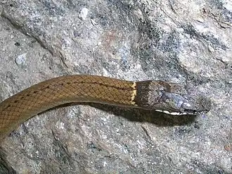 Ошейниковая шарнирнозубая змея