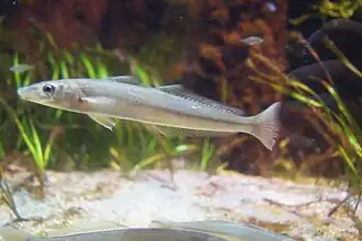 Sillago parvisquamis