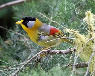 Leiothrix argentauris