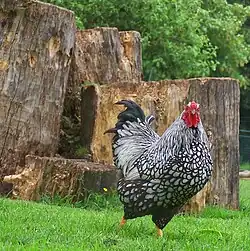 Серебристый виандот