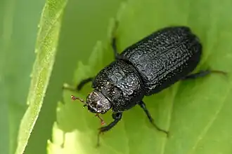 Рогачик однорогий