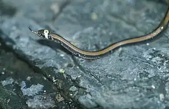 Sinomicrurus sauteri