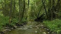 Верховье Ширвинты летом 2010 года