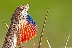 Sitana attenboroughii