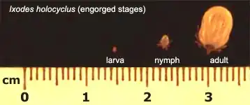 Размеры: личинка, нимфа, самка