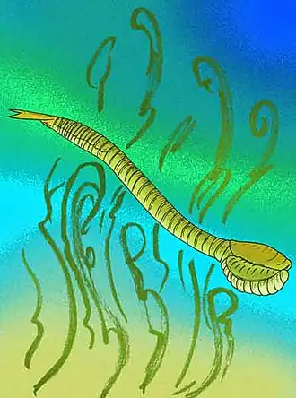 Реконструкция Skeemella clavula