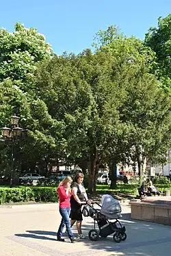 Тис ягодный