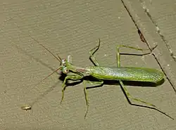 Miomantis binotata, Южно-Африканская Республика