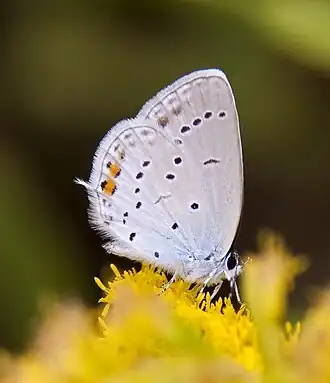 Голубянка аргиад