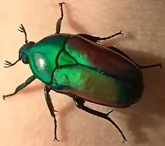 Smaragdesthes africana