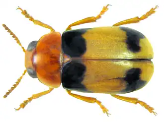 Smaragdina bifasciata