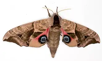 Глазчатый бражник (Smerinthus ocellatus)