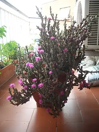 Смикростигма зеленая