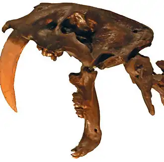 Smilodon fatalis