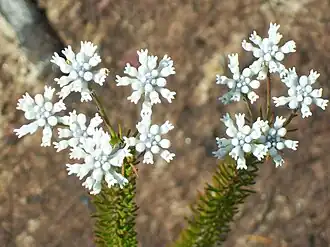 Цветущий C. ericifolium в Национальном парке Ку-ринг-гаи-Чейз (Новый Южный Уэльс)