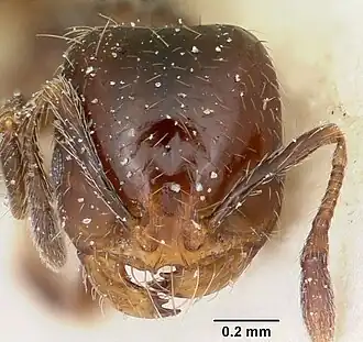 Solenopsis andina