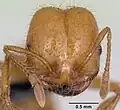 Голова солдата Solenopsis geminata