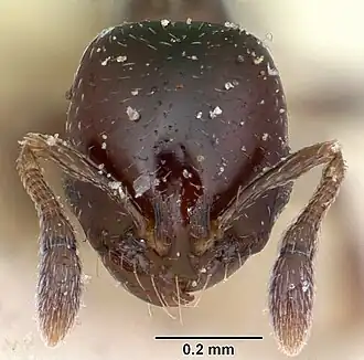 Solenopsis macrops