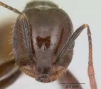 Голова солдата Solenopsis richteri