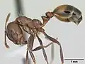 Рабочий Solenopsis richteri - Чёрный огненный муравей.