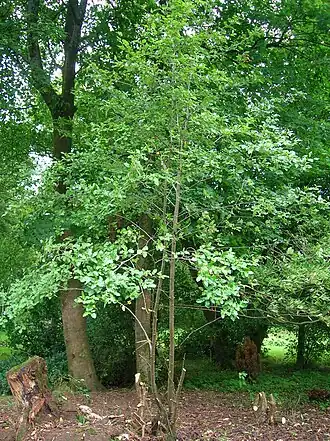 S. pseudofennica в городе Бит (Норт-Эршир, Шотландия)