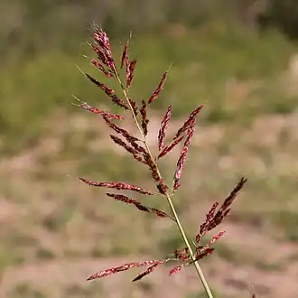Соцветие-метёлка