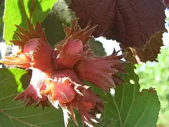 Сорт «Академик Яблоков»