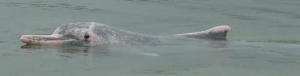 Китайский дельфин