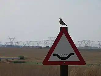 Африканский кустарниковый жаворонок (ЮАР)