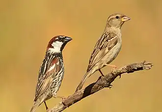 Самец (слева) и самка (справа) черногрудого воробья в брачном наряде